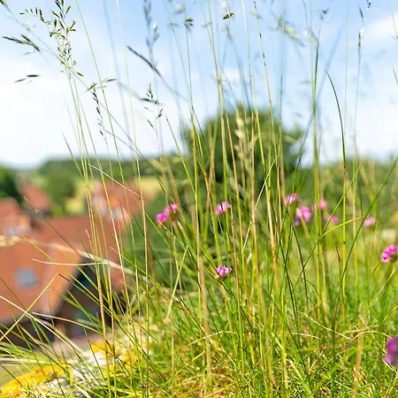 Berolina Ostseekrabbe *